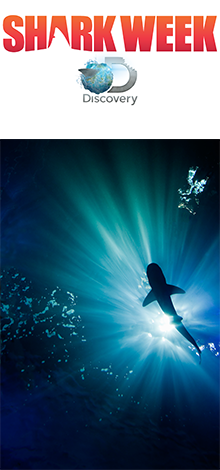 feature shark week si2 137x137